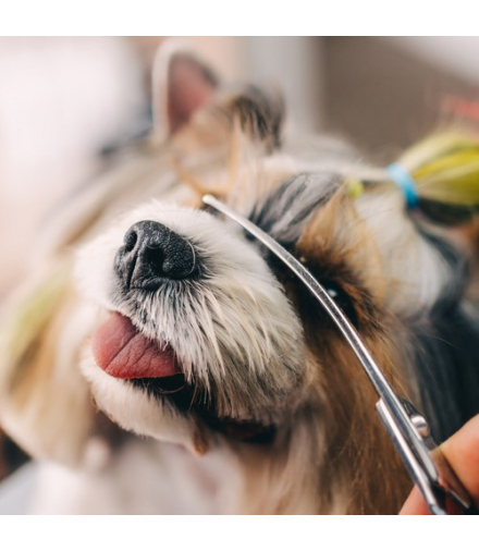 Nożyczki do strzyżenia psów Purlov 23186 00023186