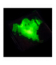 Zestaw naukowy Crazy Science Slime w ciemności, Lisciani 304-PL89239