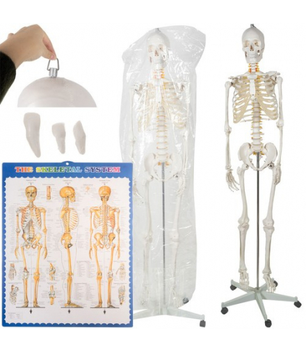 Szkielet człowieka 170cm Malatec 22583 16981
