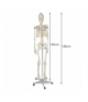 Szkielet człowieka 170cm Malatec 22583 16981