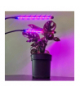 Lampa 20 LED 2szt. do wzrostu roślin Gardlov 19241 16032